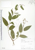 藏品(火炭母草、清飯藤)的圖片