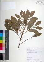 藏品(紅柴)的圖片