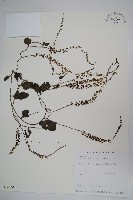 藏品(洋落葵、心葉落葵)的圖片