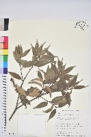 藏品(烏來柯、楒、淋漓)的圖片