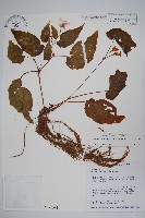 藏品(台北秋海棠)的圖片