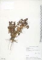 藏品(茅毛珍珠菜)的圖片