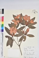 藏品(西施花、青紫木)的圖片