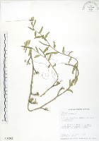 藏品(裂葉月見草)的圖片