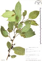 藏品(白肉榕)的圖片