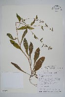 藏品(盾果草)的圖片