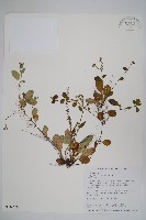 藏品(臺灣附地草)的圖片