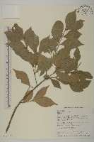 藏品(菱葉衛矛)的圖片