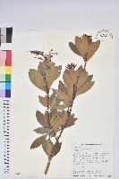 藏品(臺灣馬醉木)的圖片