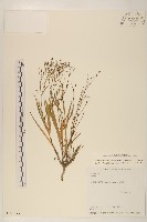 藏品(澤苦菜)的圖片