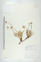 藏品(玉山山蘿蔔)的圖片