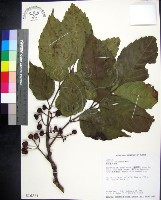 藏品(菲律賓火筒樹)的圖片