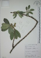 藏品(蘭嶼念珠藤)的圖片