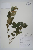 藏品(蘭嶼馬藍)的圖片