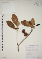 藏品(蘭嶼馬蹄花)的圖片