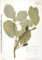 藏品(蘭嶼山欖, 大葉樹青)的圖片