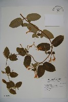 藏品(忍冬、金銀花)的圖片