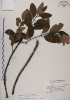 藏品(蓮華池桑寄生)的圖片