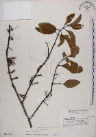 藏品(蓮華池桑寄生)的圖片