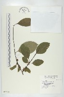 藏品(山柿, 山豆柿)的圖片