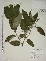 藏品(山黃麻)的圖片