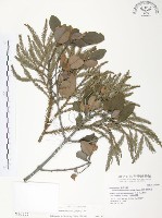 藏品(杜鵑桑寄生)的圖片