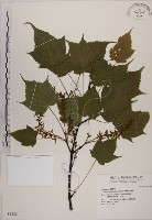 藏品(臺灣紅榨槭)的圖片