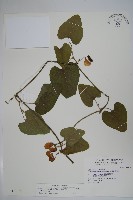 藏品(大葉馬兜鈴)的圖片