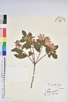 藏品(金毛杜鵑)的圖片