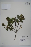 藏品(假黃楊)的圖片