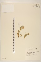 藏品(玉山飛蓬)的圖片