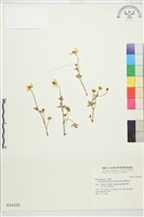 藏品(蓬萊毛茛)的圖片