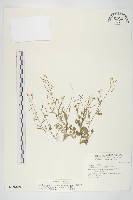 藏品(玉山筷子芥)的圖片