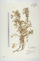 藏品(臺灣山芥菜)的圖片