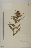 藏品(阿里山薊)的圖片