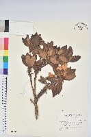 藏品(玉山杜鵑)的圖片