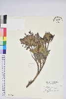 藏品(臺灣馬醉木)的圖片