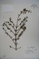 藏品(川上氏忍冬)的圖片