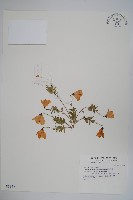 藏品(玉山沙參)的圖片