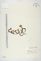 藏品(疏花佛甲草)的圖片