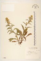 藏品(一枝香)的圖片