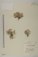 藏品(玉山抱莖籟簫)的圖片