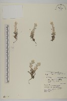 藏品(尼泊爾籟簫)的圖片