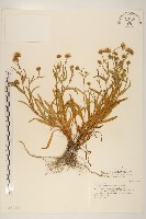 藏品(玉山飛蓬)的圖片