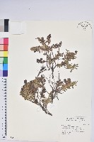 藏品(高山白珠樹)的圖片