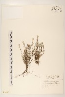 藏品(玉山薄雪草)的圖片