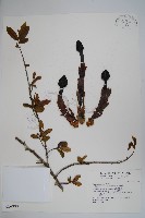 藏品(筆頭蛇菰)的圖片