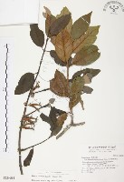 藏品(杜鵑桑寄生)的圖片