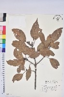 藏品(赤柯、赤椆、森氏櫟)的圖片