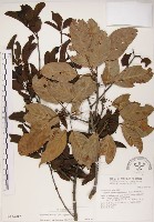 藏品(椆樹桑寄生, 大葉榿寄生)的圖片